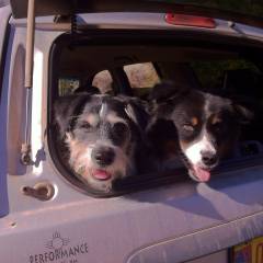 Chelly & Chaco waitin to sniff