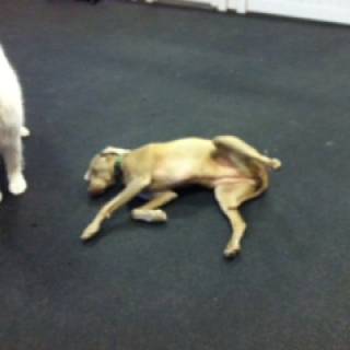OMG Rub my Belly