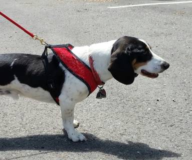 K-9 1