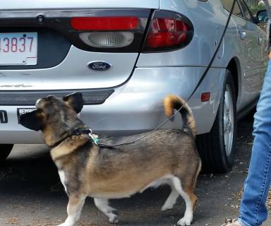 K-9 5