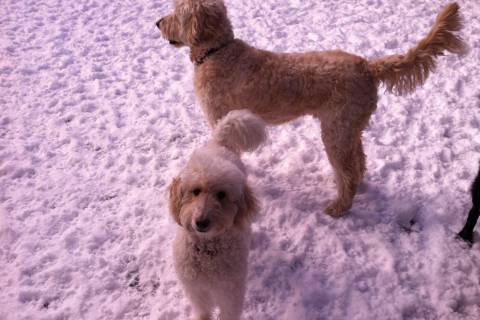 Doodles in the Snow