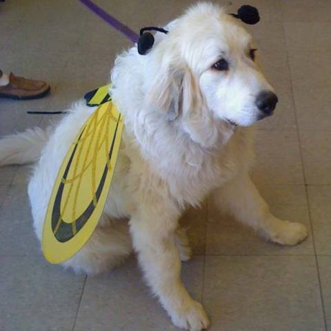 Lil Ella Bee