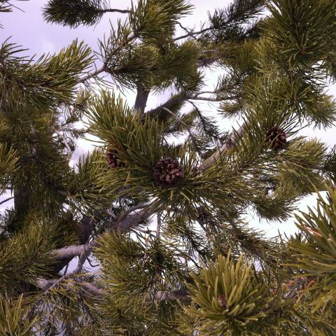 Pine trees in Yellowstone