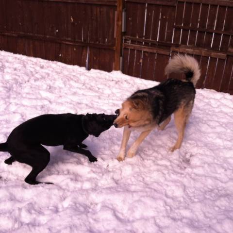 Bruno & Jesse play tug in the snow