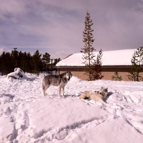 Grizzly & Wolf Center