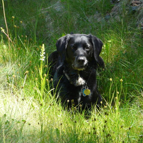 Miss Molly