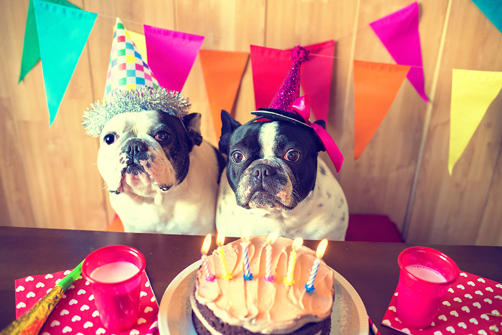Lucky Dawg Daycare March birthdays