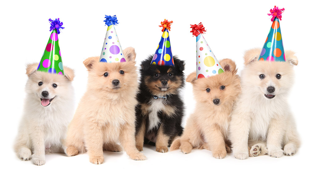 Lucky Dawg September birthday puppies