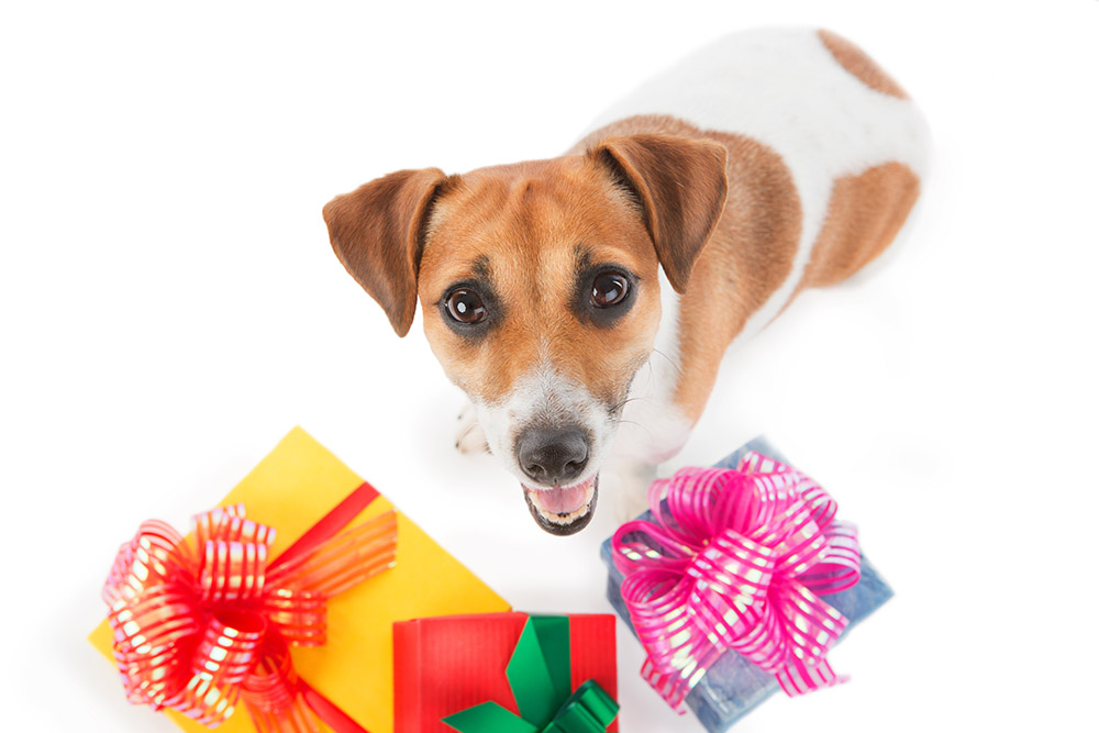 Lucky Dawg August birthdays