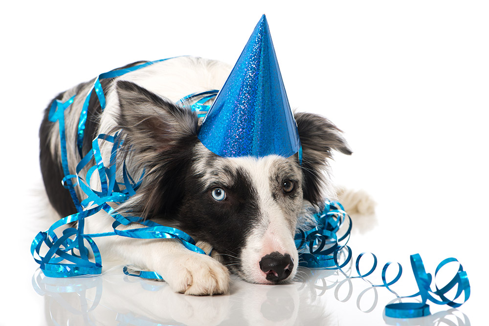 Lucky Dawg October birthday dog with hat