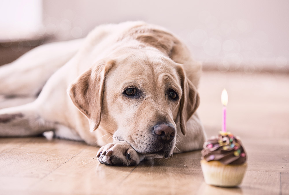 Lucky Dawg February birthday dog with cupcake