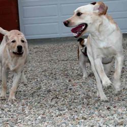 Dog Training Santa Fe Yellow Lab